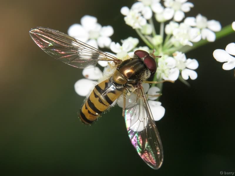 Episyrphus balteatus (De Geer, 1776)